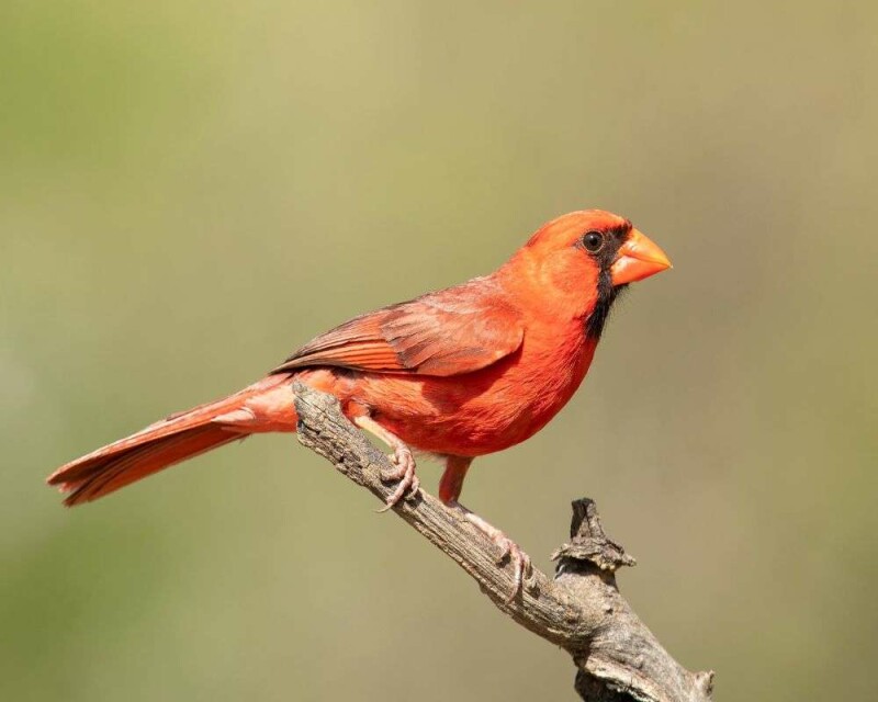 Can You Legally Buy a Northern Cardinal? For How Much?