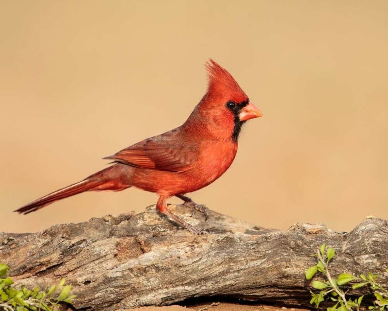 Can You Legally Buy a Northern Cardinal? For How Much?