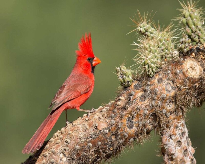 Can You Legally Buy a Northern Cardinal? For How Much?