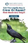 Can You Legally Buy a Crow Or A Raven? How Much Are They? Thumbnail