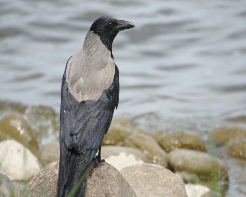 Can You Legally Buy a Crow Or A Raven? How Much Are They?