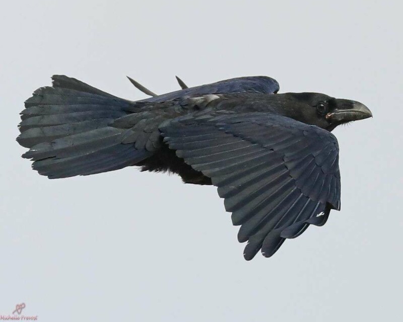 Can You Legally Buy a Crow Or A Raven? How Much Are They?