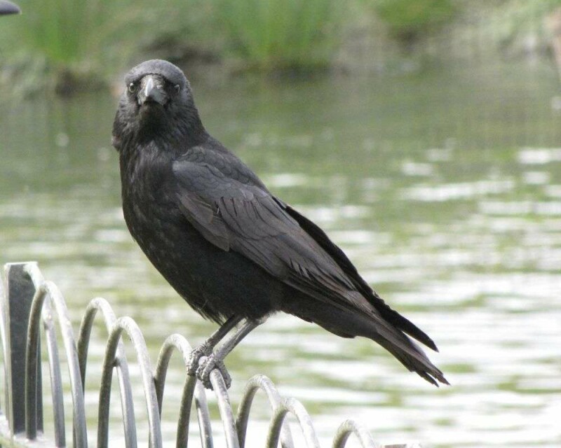 Can You Legally Buy a Crow Or A Raven? How Much Are They?