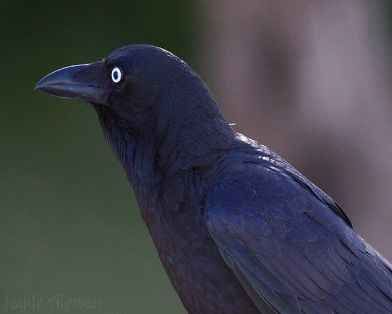 Can You Legally Buy a Crow Or A Raven? How Much Are They?