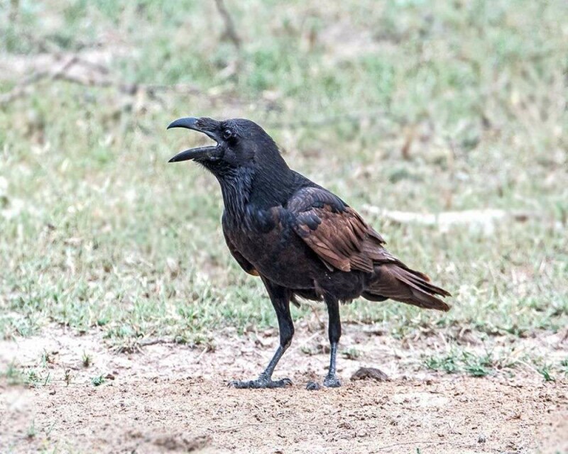 Can You Legally Buy a Crow Or A Raven? How Much Are They?