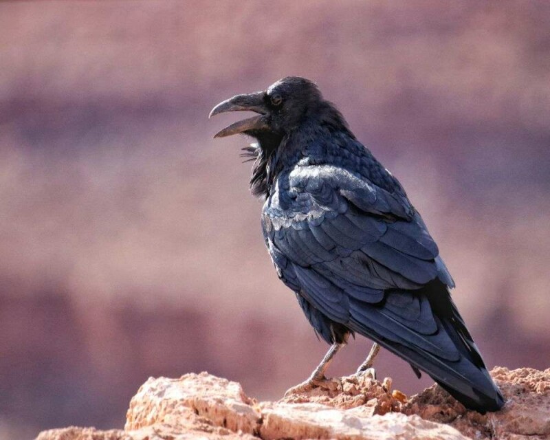 Can You Legally Buy a Crow Or A Raven? How Much Are They?