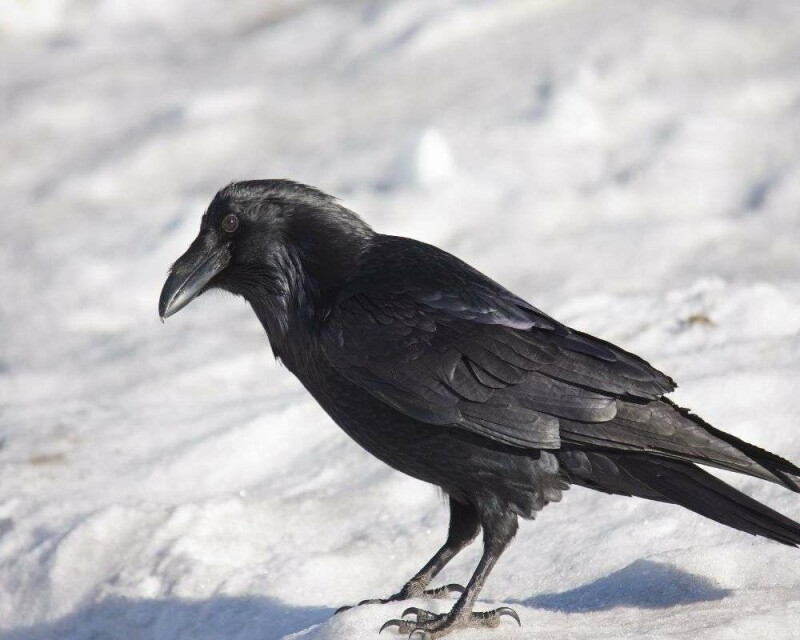 Can You Legally Buy a Crow Or A Raven? How Much Are They?