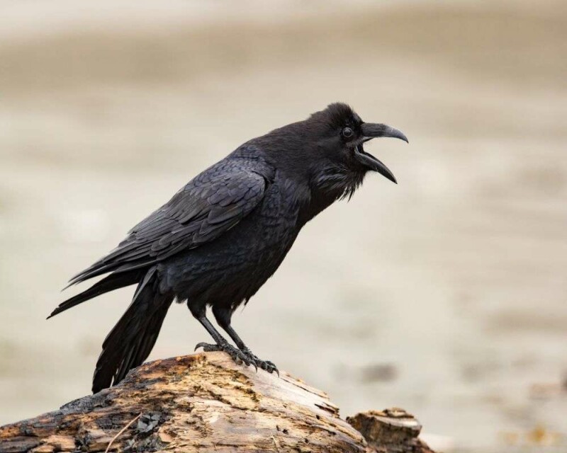 Can You Legally Buy a Crow Or A Raven? How Much Are They?
