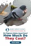 Do Pigeons Make Good Pets? How Much Do They Cost? Thumbnail