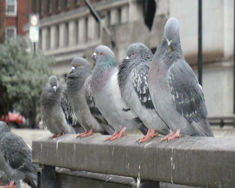 Do Pigeons Make Good Pets? How Much Do They Cost?