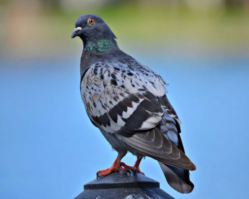 Do Pigeons Make Good Pets? How Much Do They Cost?