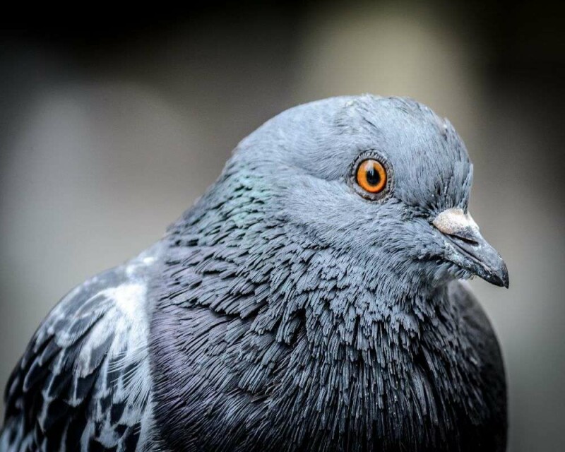 Do Pigeons Make Good Pets? How Much Do They Cost?