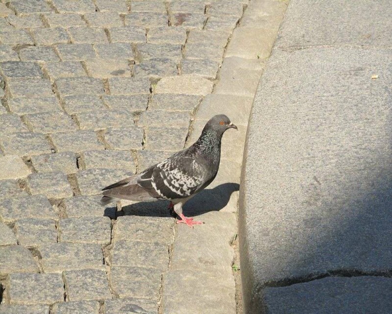 Do Pigeons Make Good Pets? How Much Do They Cost?