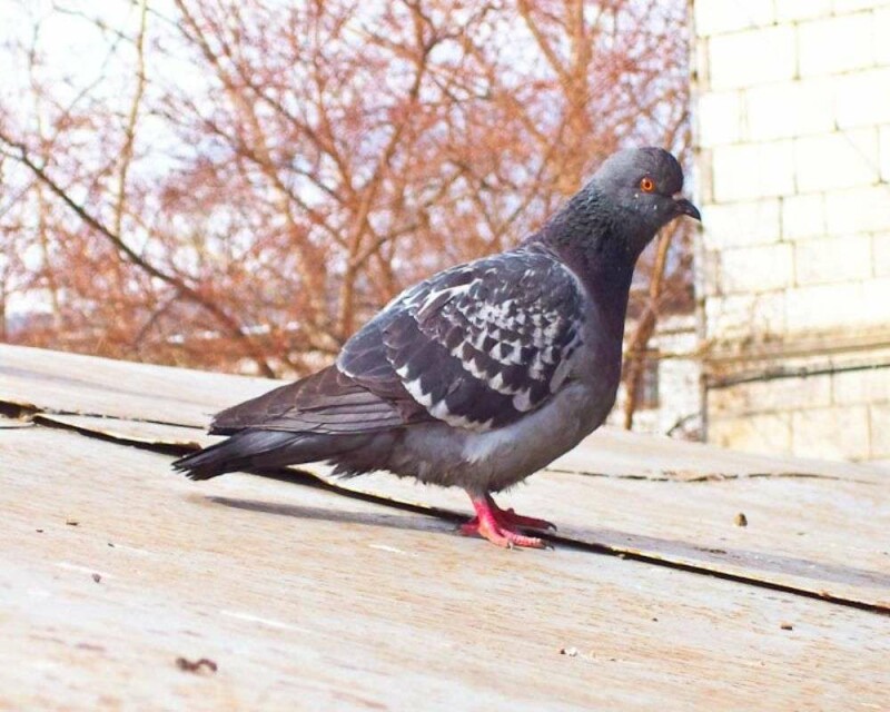 Do Pigeons Make Good Pets? How Much Do They Cost?