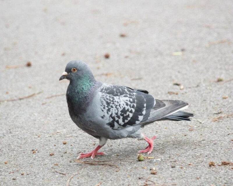 Do Pigeons Make Good Pets? How Much Do They Cost?