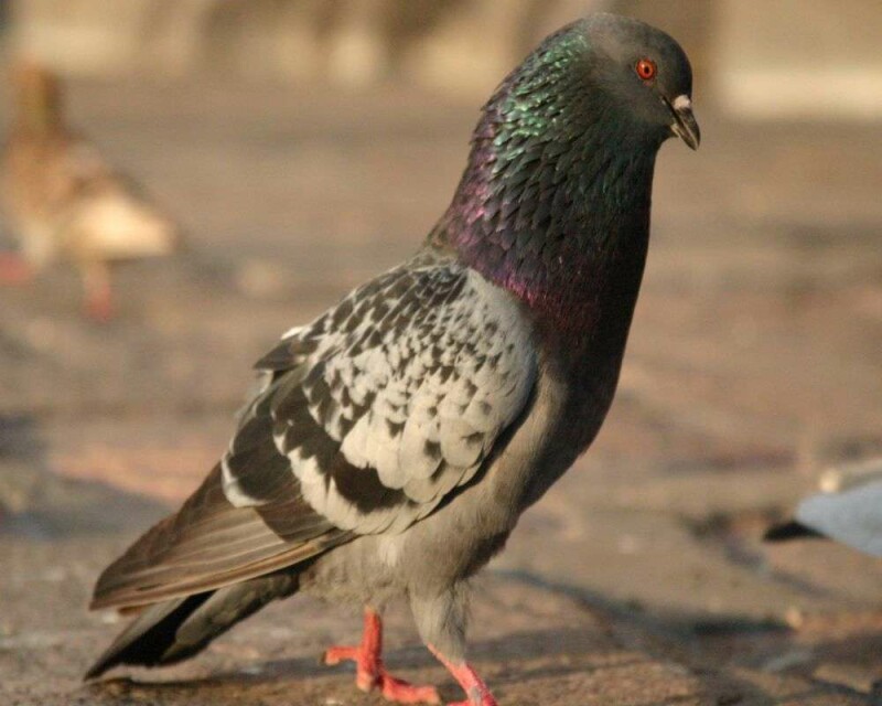 Do Pigeons Make Good Pets? How Much Do They Cost?
