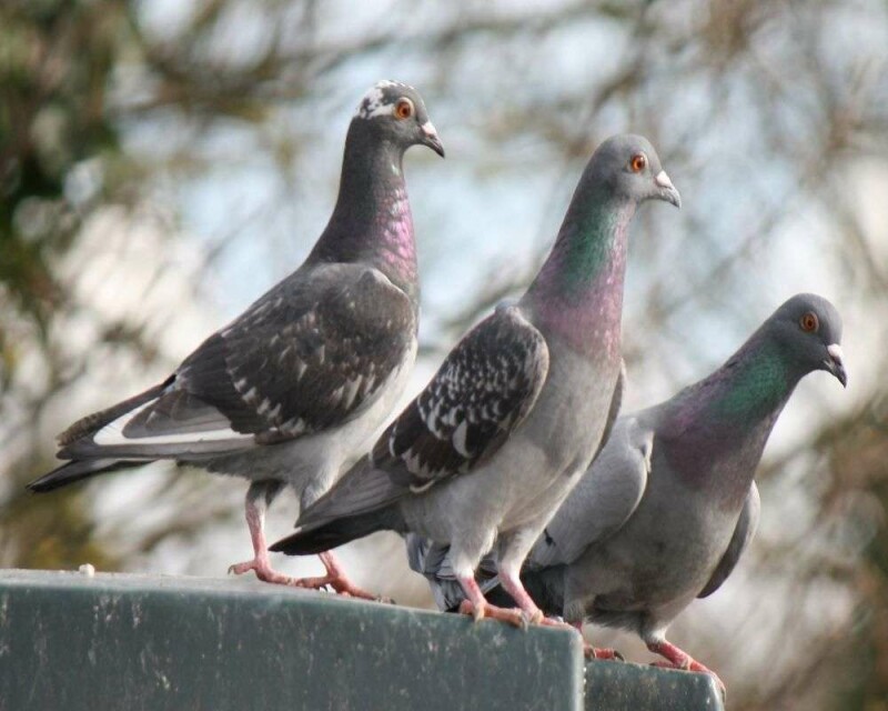 Do Pigeons Make Good Pets? How Much Do They Cost?