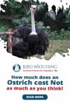 HOW MUCH DOES AN OSTRICH COST? NOT AS MUCH AS YOU THINK! Thumbnail