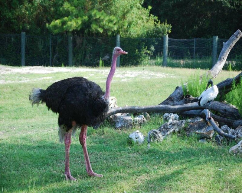 HOW MUCH DOES AN OSTRICH COST? NOT AS MUCH AS YOU THINK!