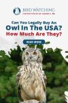 Can You Legally Buy an Owl? For How Much? Thumbnail
