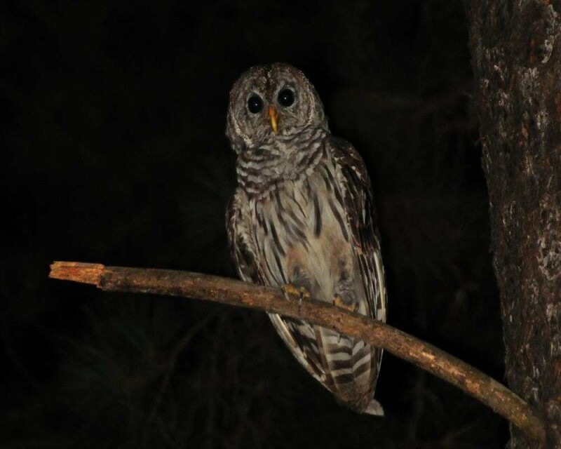 Can You Legally Buy an Owl? For How Much?