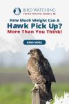 How Much Weight Can a Hawk Pick Up? More than You Think! Thumbnail