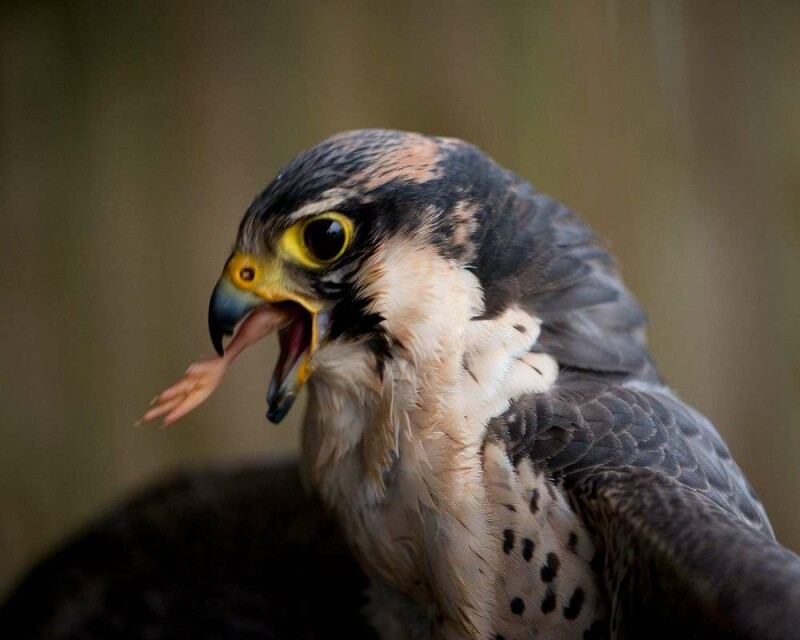 How Much Weight Can a Hawk Pick Up? More than You Think!