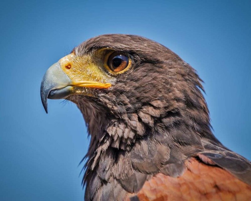 How much weight can a hawk pick up more than you think 