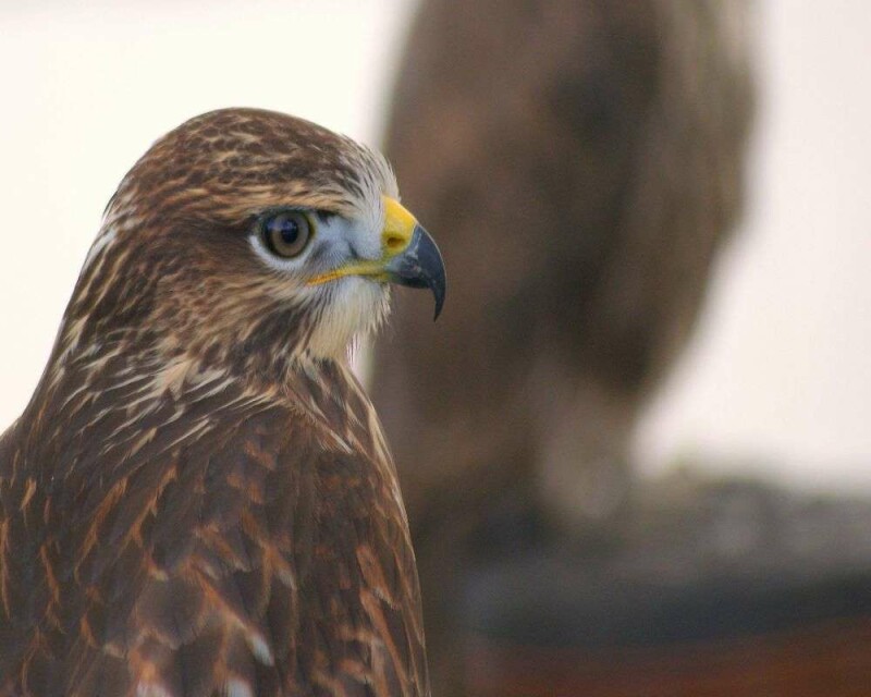 How Much Weight Can a Hawk Pick Up? More than You Think!