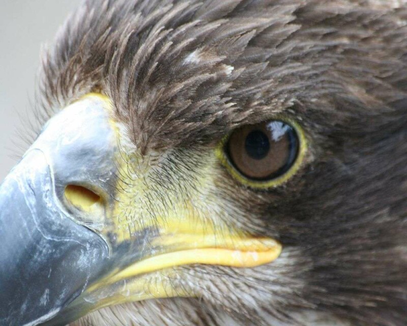 How Much Weight Can A Hawk Pick Up