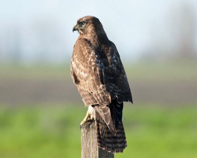 How much weight can a hawk pick up more than you think 