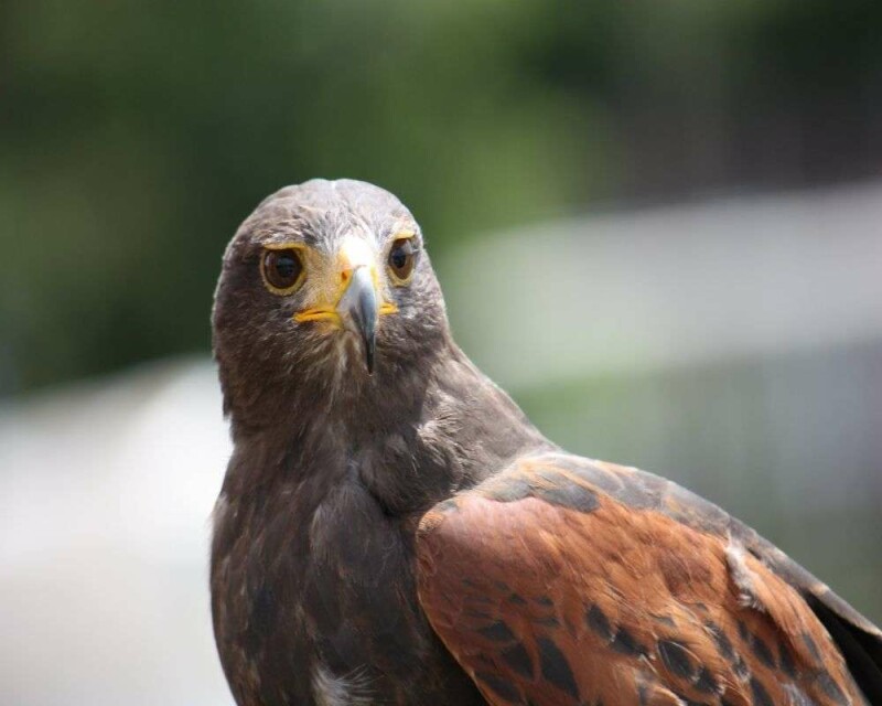 How Much Weight Can a Hawk Pick Up? More than You Think!