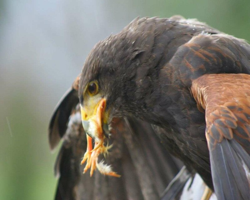 How Much Weight Can a Hawk Pick Up? More than You Think!