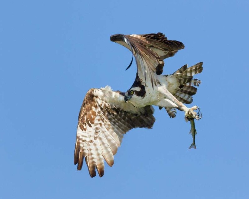 How Much Weight Can a Hawk Pick Up? More than You Think!