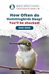 How Often Do Hummingbirds Sleep? You’ll Be Shocked! Thumbnail