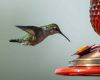 hummingbird on feeder