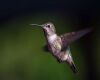 a hummingbird at sunset