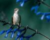 a hummingbird on flower stem