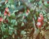 a hummingbird perched on a twig