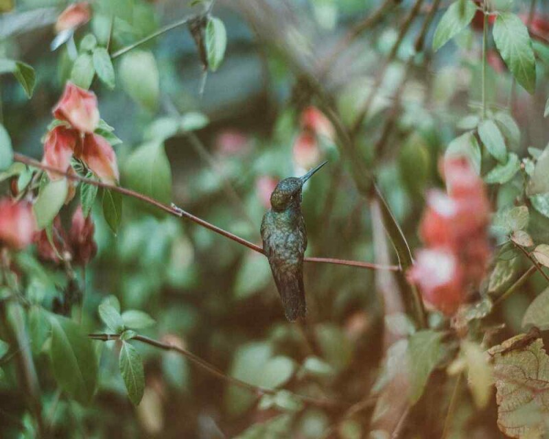 How Often Do Hummingbirds Sleep You ll Be Shocked How often do hummingbirds sleep you ll be shocked