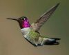 a hummingbird flying