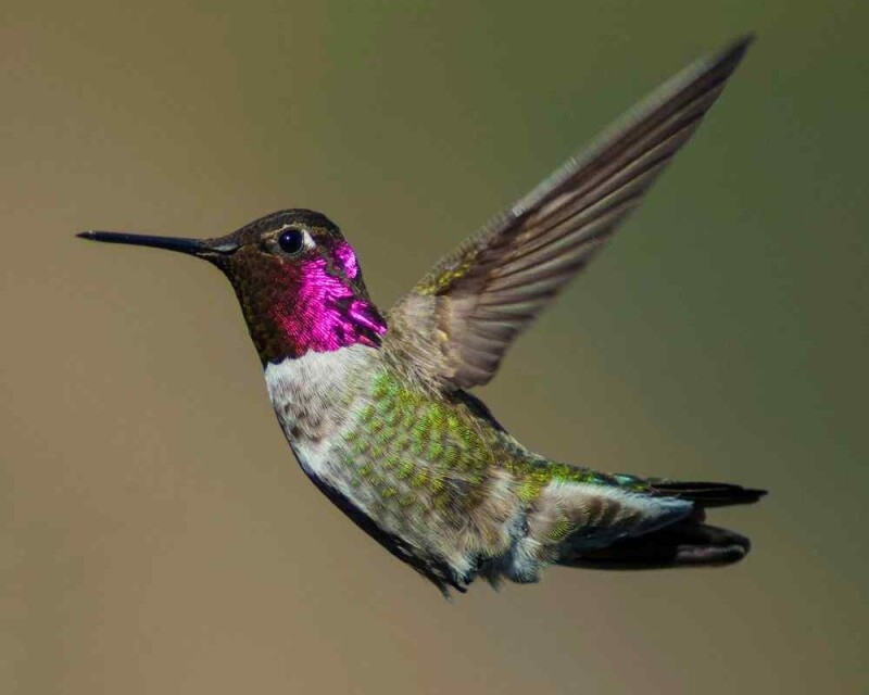 How Often Do Hummingbirds Sleep? You’ll Be Shocked!