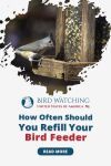 How Often Should You Refill Your Bird Feeder? Ornithologist Gives Advice Thumbnail
