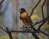 black headed grosbeak