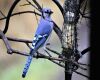 blue jay at feeder