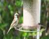 finch at bird feeder