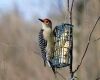 red bellied woodpecker at feeder