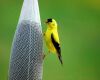 yellow finch at feeder