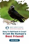 How To Befriend a Crow? It Can Be a Human's Best Friend! Thumbnail