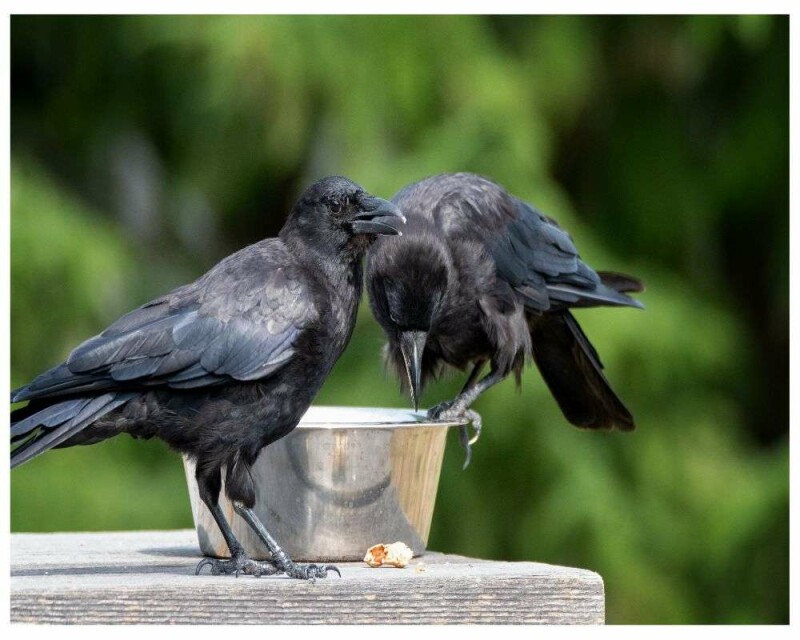 How To Befriend a Crow? It Can Be a Human's Best Friend!